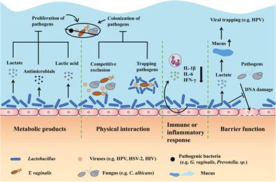 Role of Vaginal Microbiota Dysbiosis in Gynecological Diseases and the Potential Interventions